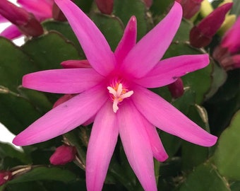 Pink Easter Cactus - Rhipsalidopsis - 4" Pot - Rare