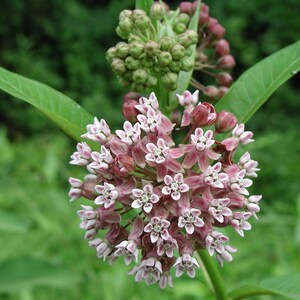 Common Milkweed - 20 Seeds - Asclepias Syriaca