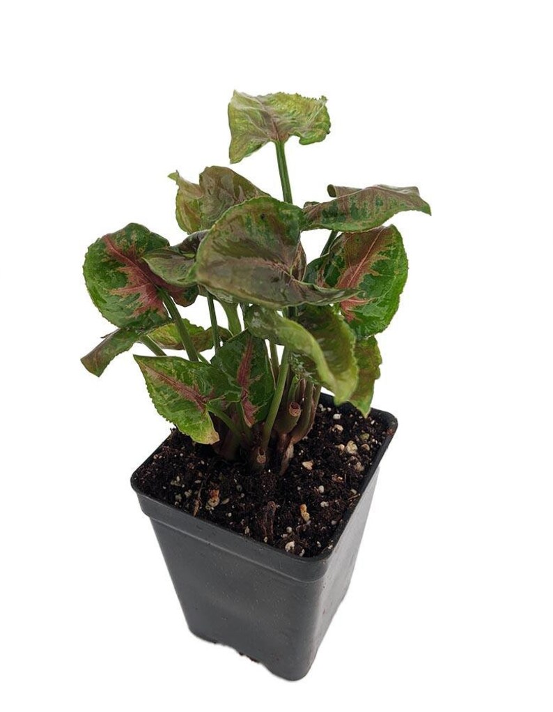 Pink Fairy Arrowhead Plant - Syngonium - Nepthytis - 2.5