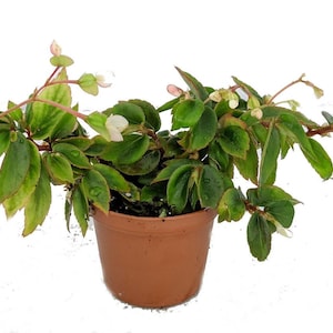 Tiny Gem Begonia Plant - 2.5" Pot - Terrarium/Fairy Garden/House Plant