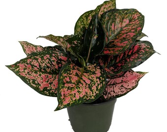 Red Valentine Chinese Evergreen Plant - Aglaonema - Grows in Dim Light - 6" Pot