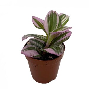 Rare Nanouk Pink Tradescantia - 2&quot; Pot - Collector&#39;s Series