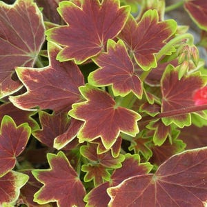 Exotic Heirloom Vancouver Centennial Geranium - Inside/Out - 3.75" Pot