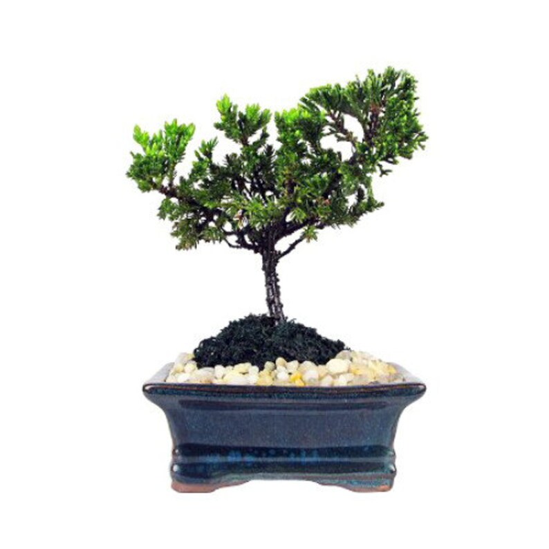 Miniature Japanese Juniper Bonsai Tree Ceramic Bonsai Pot Etsy