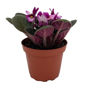 Novelty African Violet - 4" Pot - Best Blooming Plant