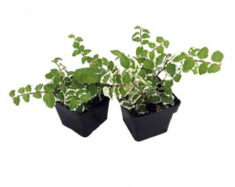 Creme & Green Creeping Fig 2 Plants - Ficus - 3" Pot - Terrarium/Fairy Garden