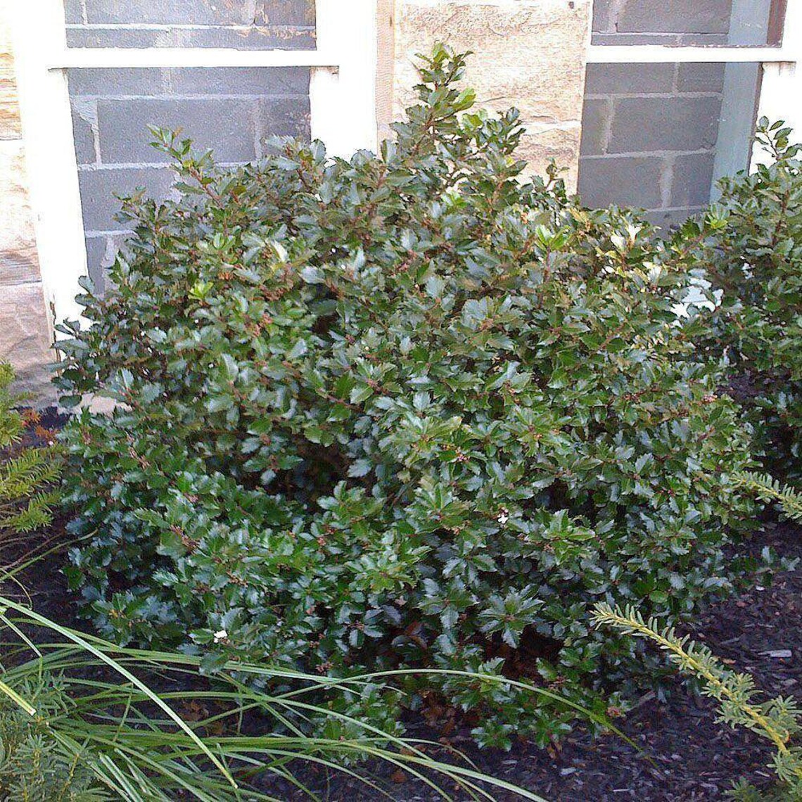 Blue Prince Holly Ilex Hardy Broadleaf Evergreen 4 Etsy