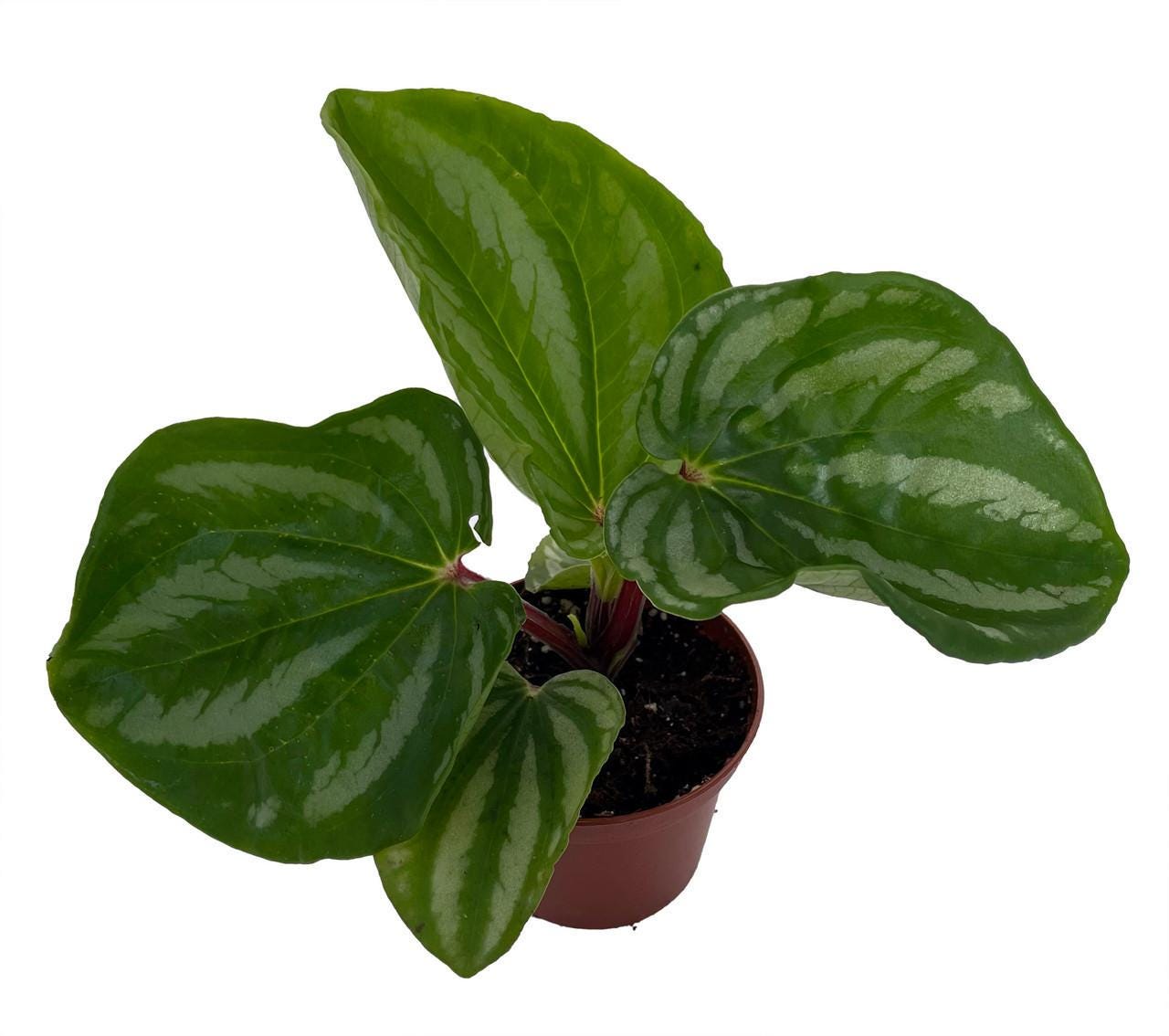Ecuador Peperomia Plant - 2.5" Pot - Collector's Series