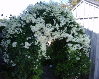 Sweet Autumn Clematis Vine  - Clematis paniculata - Fragrant - 2.5" Pot