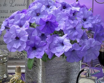 Evening Scentsation Spreading Petunia Seeds - 5 Seeds