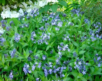 Blue Ice Amsonia Perennial - NEW! -  Quart Pot