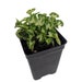 see more listings in the House Plants section