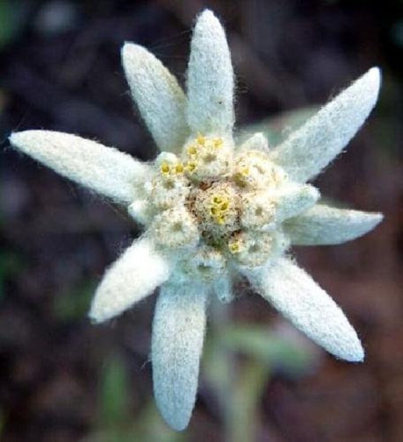 Blossom of Snow Edelweiss Leontopodium alpinum 2.5 | Etsy