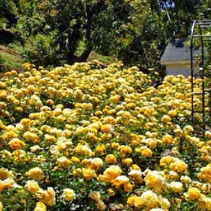Julia Child Rose Bush - Butter Yellow - 4" Pot Bild 3