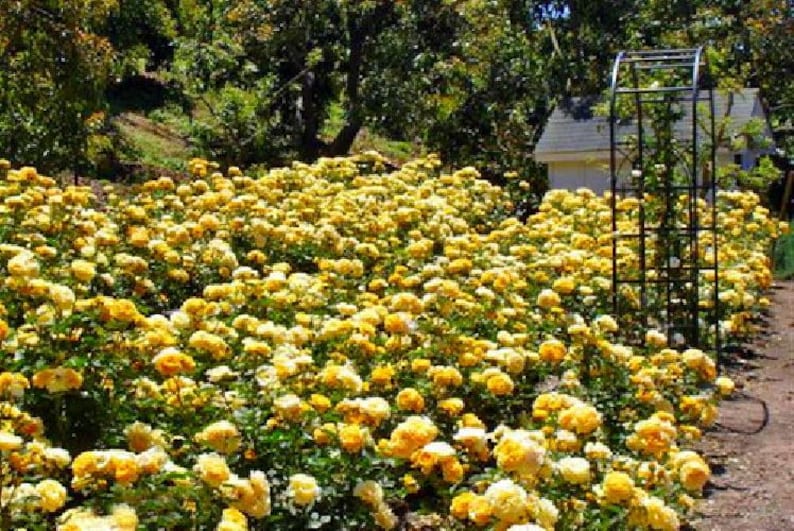 Julia Child Rose Bush - Butter Yellow - 4" Pot Bild 3