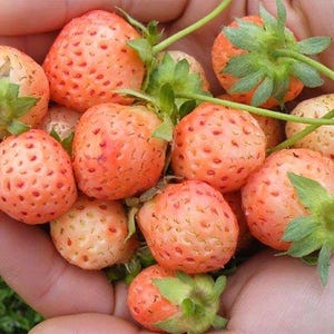 Flamingo Strawberry Plant - 4" Pot - June-bearing