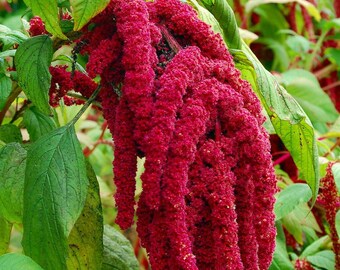 Love Lies Bleeding Amaranthus 150 Seeds - Heirloom