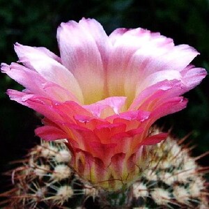 Ball Cactus Mix 15 Seeds - Notocactus - Easy to Grow!