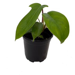 Florida Green Philodendron - Collector's Series - 4" Pot