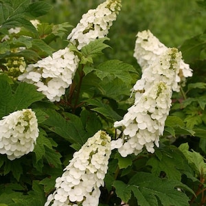Gatsby Gal Oakleaf Hydrangea - 4'' Pot - Proven Winners