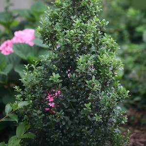 SKY BOX® Japanese Holly - 4" pot - Ilex crenata - Partial Sun to Full Sun