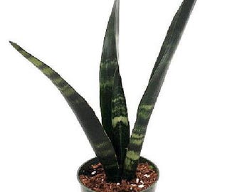 SALE-Black Coral Snake Plant - Sansevieria - Almost Impossible to kill - 4" Pot