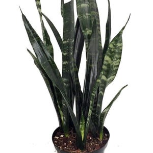 Black Coral Snake Plant - Sansevieria - Almost Impossible to kill - 6&quot; Pot