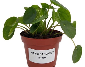 Hirt's Gardens Chinese Money Plant - Pilea peperomioides - 4" Pot