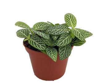 Mini Green & White Nerve Plant - Fittonia verschaffeltii - 2.5&quot; Pot