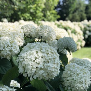 Incrediball®  Hydrangea Perennial - Huge Flowers - 4" Pot - Proven Winners
