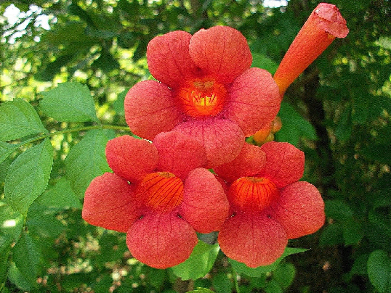 Campsis Radicans 2 5 Pot Yellow Trumpet Vine Plant Flava Vines Home Garden