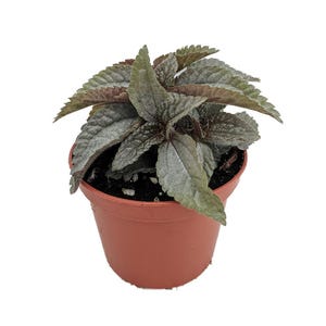 Silver Cloud Friendship Plant-Pilea pubescens liebmannii-2.5&quot; Pot- Fairy Gardens