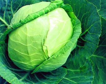 Early Flat Dutch Cabbage Plant - 2.5" Pot - Easy to Grow!