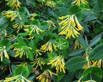 John Clayton Climbing Honeysuckle Vine - Lonicera - 2.5" Pot