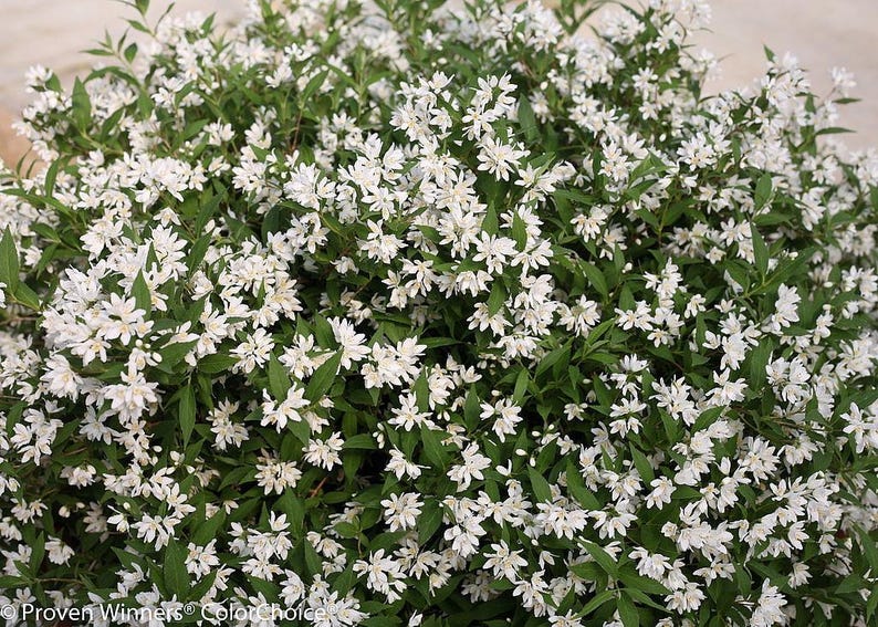 Proven Winners Yuki Snowflake Deutzia - Thumbnail 3