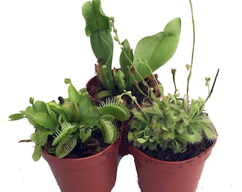 Carnivorous Terrarium Plants - Assortment of 3 Plants in 2" Pots