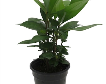 Coral Berry Plant - Ardisia humilis - Houseplant - 4" Pot