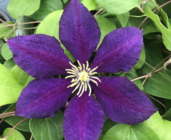 The President Clematis Vine Deep Purple 2 5 Pot Etsy
