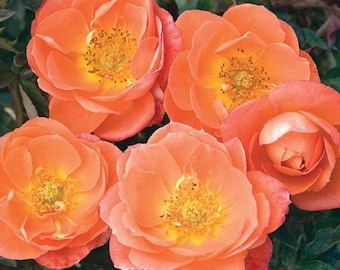 Amber Sunblaze® Miniature Rose Bush - Fragrant/Hardy - 2.5" Pot