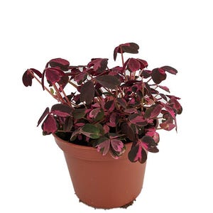 Plum Crazy Shamrock - Oxalis - 2.5" Pot - Fairy Garden Plant/House Plant/Edible