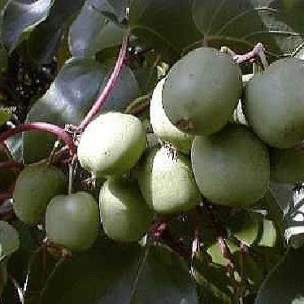 2 Hardy Kiwi Plants - Actinidia - Anna and Meader - 2.5" Pot