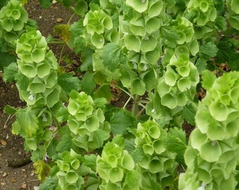 Bells of Ireland 25 Seeds - Moluccella - Annual