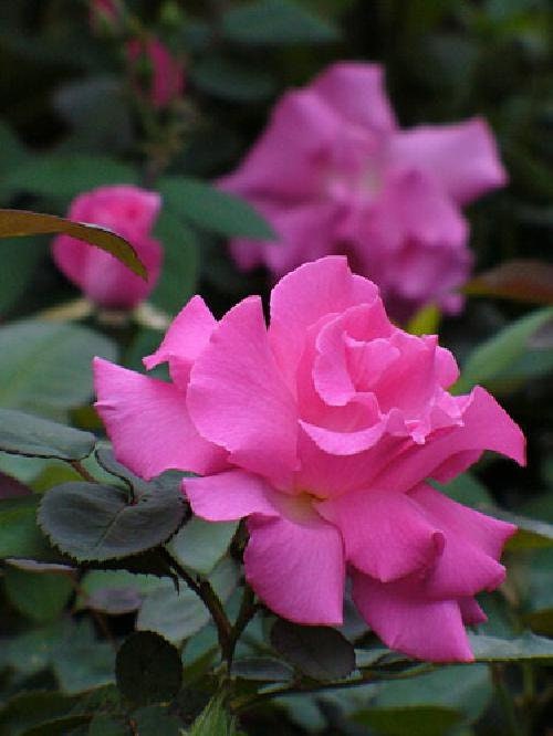 Zephirine Drouhin Rose - Climbing,Thornless,Very Fragrant - 4" P…