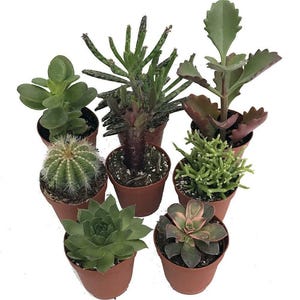 Instant Cactus/Succulent Collection - 8 Plants -Terrarium/Fairy Garden- 2" pots