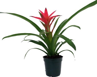 Cherry Vase Plant- Great Houseplant - 5" Pot - Guzmania/Bromeliad