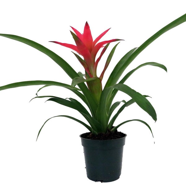 Cherry Vase Plant- Great Houseplant - 5" Pot - Guzmania/Bromeliad