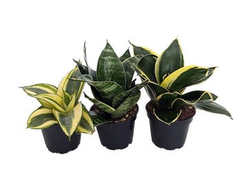 Birdsnest Snake Plant Collection - Sanseveria - 3 plants growing in 2" pots