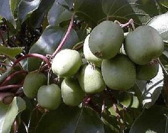 Hirt's Hardy Meader Kiwi Plant - Actinidia - MALE - Tasty! - 2.5" Pot