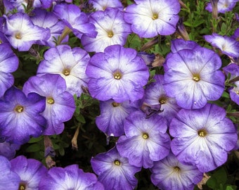 Merlin Blue Moon Petunia 10 Seeds - Annual