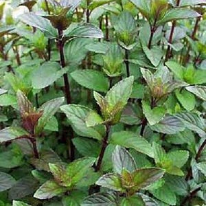 Chocolate Mint - Grow Indoors or Out - Live Plant - 3" Pot